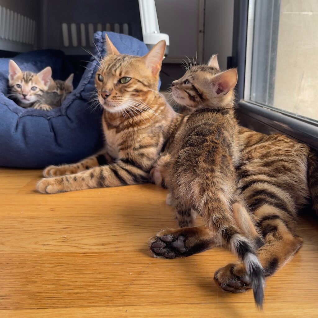 Cachorro de gato bengalí de alta calidad - Bengali Cats