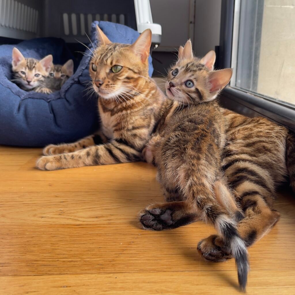 Cachorro de gato bengalí de alta calidad - Bengali Cats