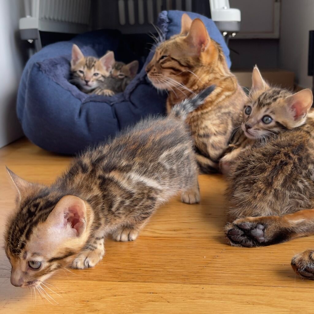 Cachorro de gato bengalí de alta calidad - Bengali Cats