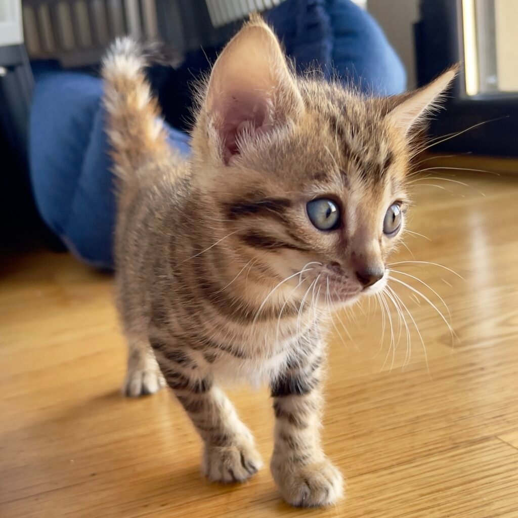Cachorro de gato bengalí de alta calidad - Bengali Cats