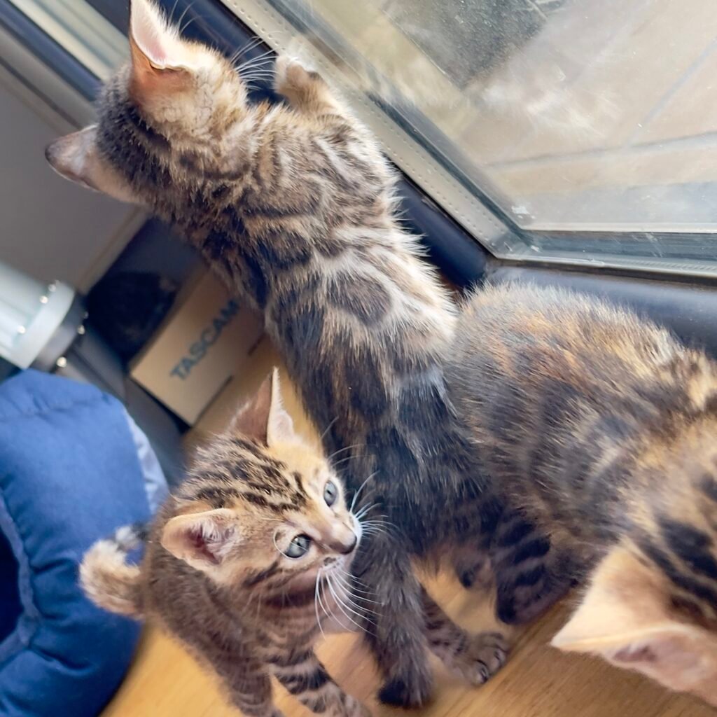 Cachorro de gato bengalí de alta calidad - Bengali Cats