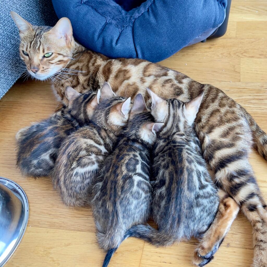 Cachorro de gato bengalí de alta calidad - Bengali Cats