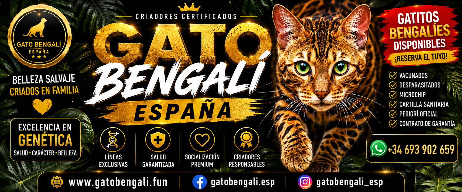 Gato Bengalí España